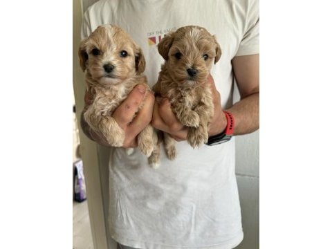 Maltipoo kore kan bebekler