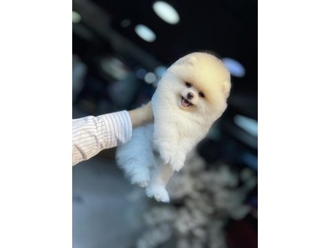 Excatly teddy bear-ayı suratlı şecereli pomeranian bebekler