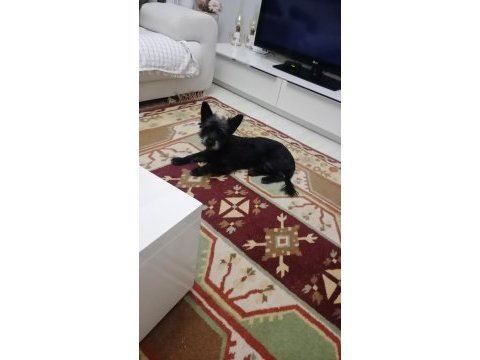 Acil yuva arıyoruz
