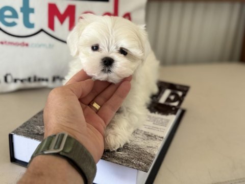 Yarışma düzeyinde tea cup kore kan maltese yavrumuz