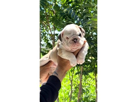 Üst düzey ingiliz bulldog yavrular