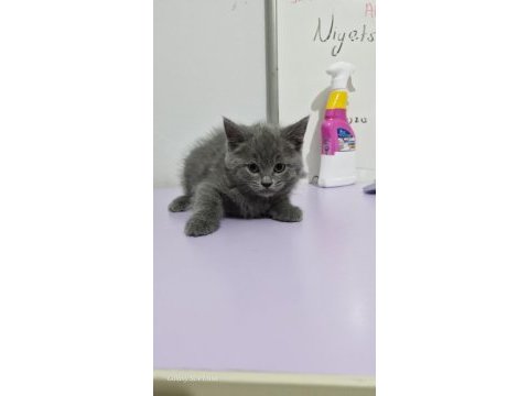 Erkek british shorthair yavrumuza yuva arıyoruz