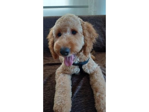 Köpeğimiz yeni yuvasını arıyor