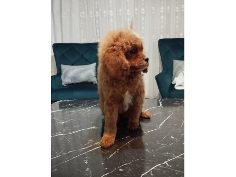 Toy poodle oğlumuz