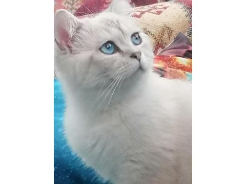 7 aylık erkek british shorthair kedimiz