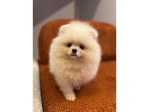 Pomeranian bebekler