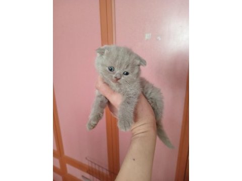 Safkan teslime hazır bebek kediler