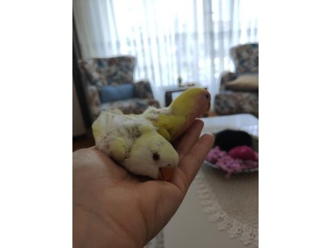 Yavru sevda papağanları