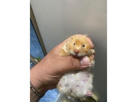 Bıdık hanım hamster (teddy turuncu)