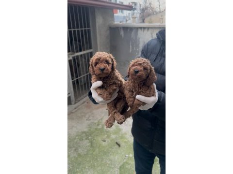 Toy poodle bebekler yeni yuvasına gitmeye hazır