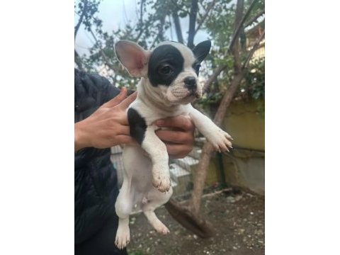 French bulldog yavru
