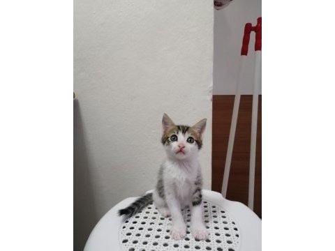 2 aylık annesiz yavru kediler