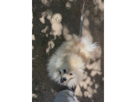 Pomeranian köpeğimiz 1.5 yaşında