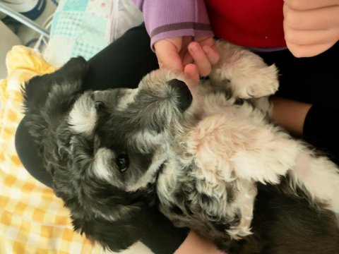 8 aylık maltese terrier