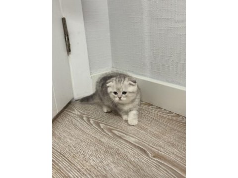 A+ kalite scottish fold 1 aylık