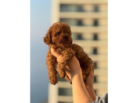 Poodle erkek dişi yavrularımız toy poodeller