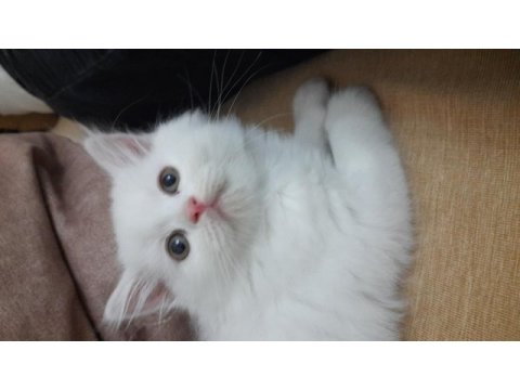 Pamuk kedimiz simba mi kim ister