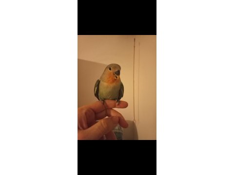 Sevimli evcil sevda papağanı yavrusu