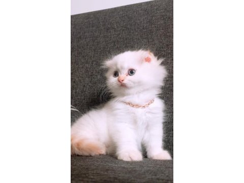 British longhair istanbul içinde ulaşımını sağlıyorum