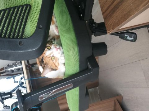 Evcil hayvanımız ekmek çok tatlıdır