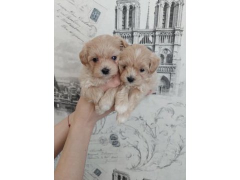 Dizayn ırk sevimli maltipoo yavrular