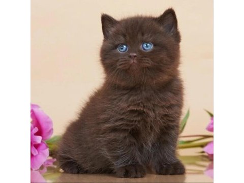 Ayıcık suratlı chocolate british shorthair  