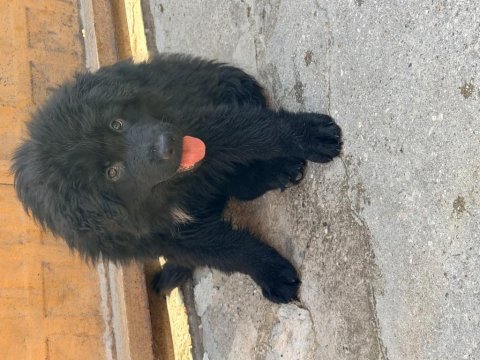 Düşük bel uzun tüylü alman kurdu yavrularımız