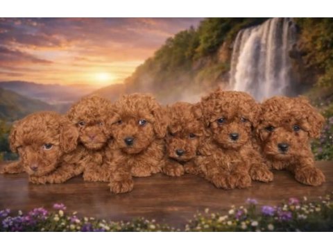 Efsane erkek dişi toy poodle yavrular