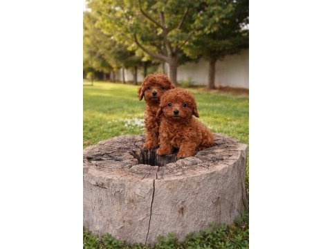 Müthiş rakamlara gerçek toy poodle yavrular
