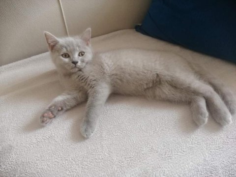 Kendi kedimin british shorthair yavruları