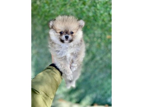 Mini mini aslan pomeranian boo