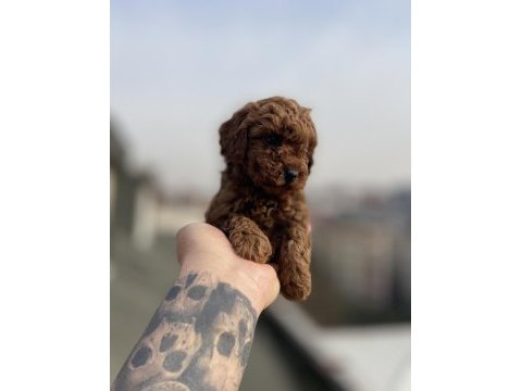 Red brawn toy poodle yavrular