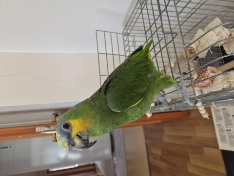 Amazon papağanı blue front