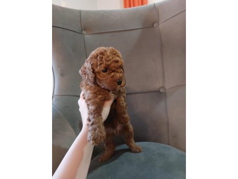 Toy poodle 40 günlük