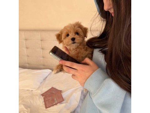 Maltipoo bebekler