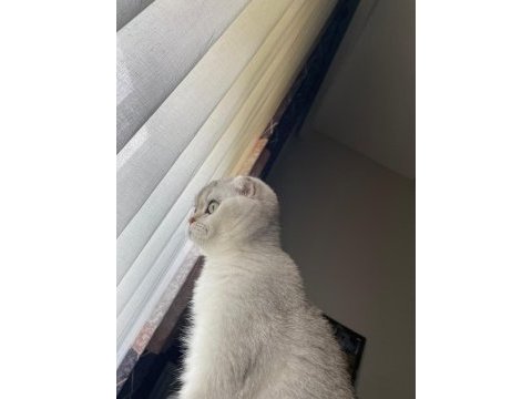 Biblo gibi scottish fold kızımız