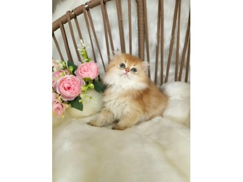 Safkan british longhair çikolata golden erkek güzeli̇