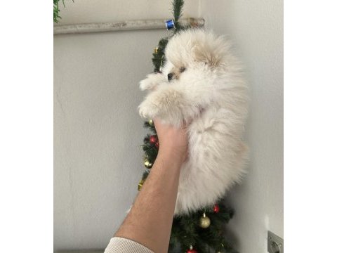 Pomeranian yavrum