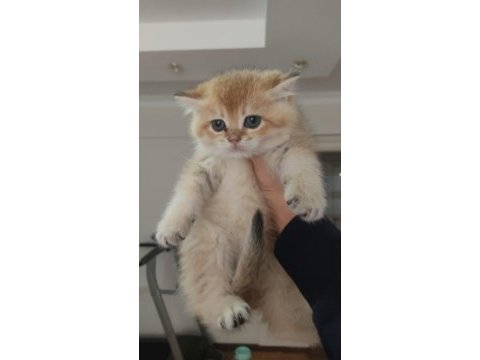 British shorthair golden ny 11 dişi erkek