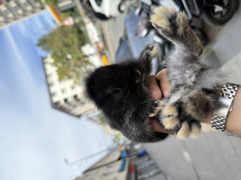 Birbirinden güzel yavru cüce tavşanlar