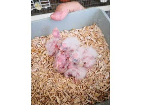 Albino lutino takım sultan papağanı