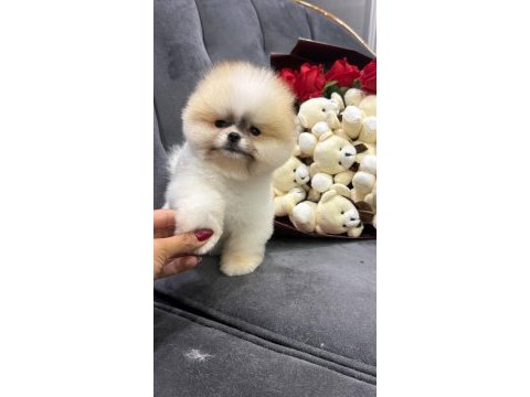 Orjinal pomeranian boo