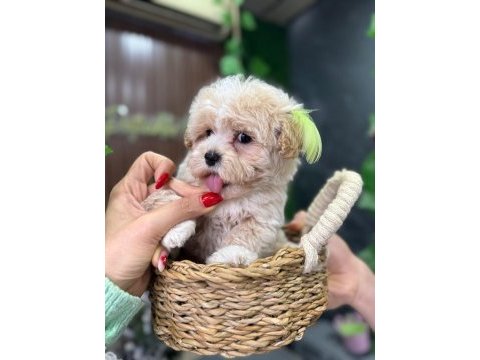 Süslü maltipoo bebek