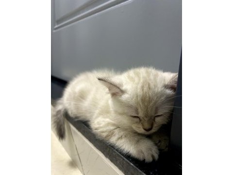 British shorthair yavru kedi