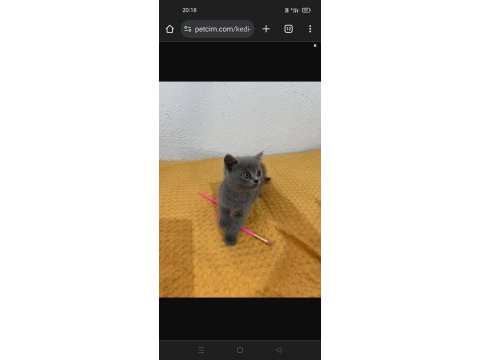 British shorthair 2 aylık erkek kedimiz