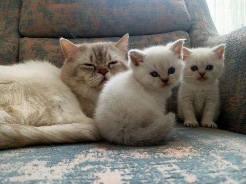 Boncuk gözlü british shorthair