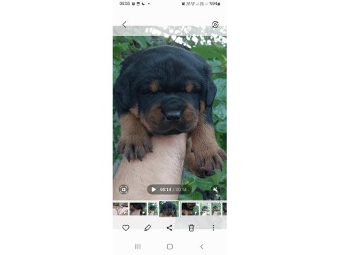 Irk garantili rottweiler yavruları