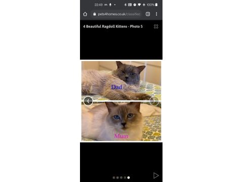 Ragdoll lilly ve mia