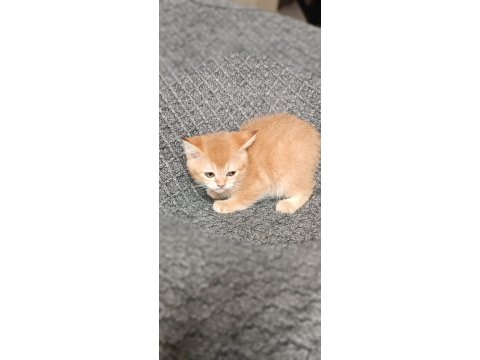British shorthair golden cy11 cy12 yavru kediler