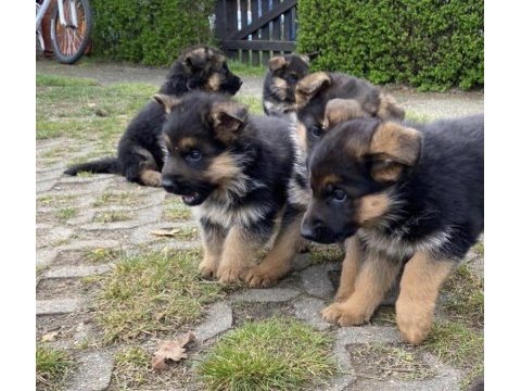 Orjinal alman kurdu köpeğimiz